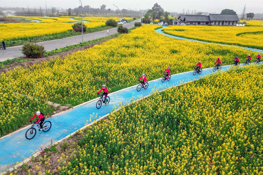騎行愛好者在四川省眉山市彭山區(qū)“五湖四海”濕地公園綠道騎行賞花。翁光建攝